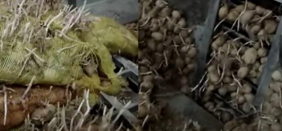 輸送帶廠家：官方回應(yīng)達利園薯片疑用發(fā)芽土豆