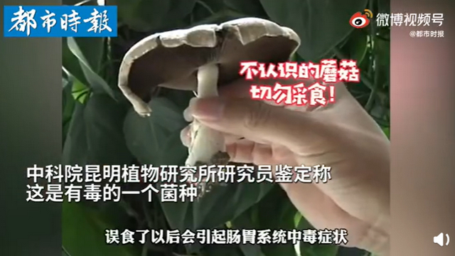 昆明一辦公室內(nèi)竟長(zhǎng)出有毒蘑菇 昆明一辦公室內(nèi)竟長(zhǎng)出有毒蘑菇